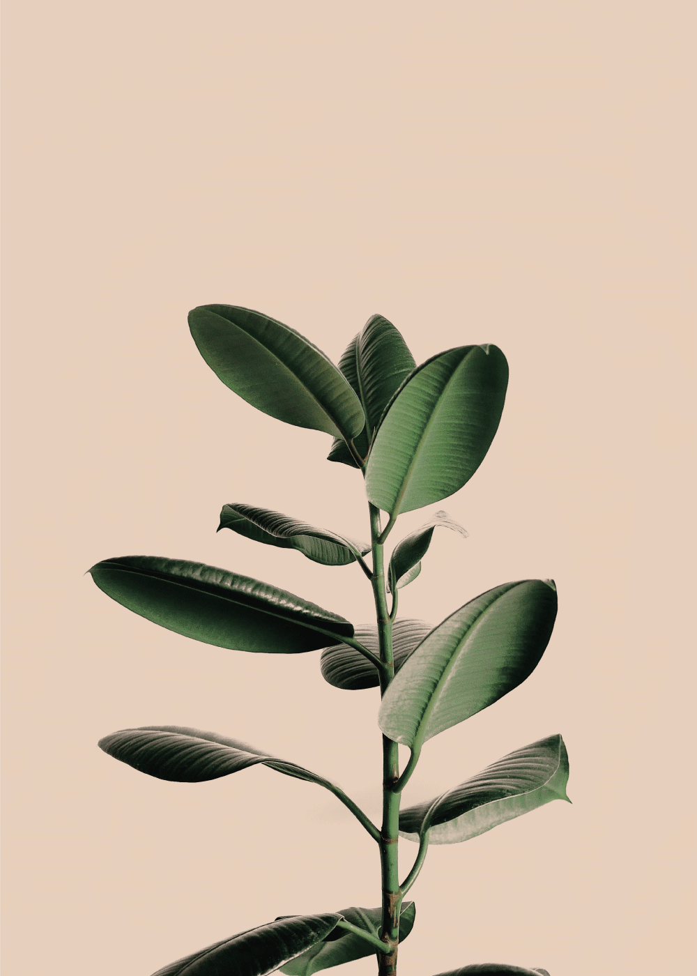 Grøn rubber plante plakat