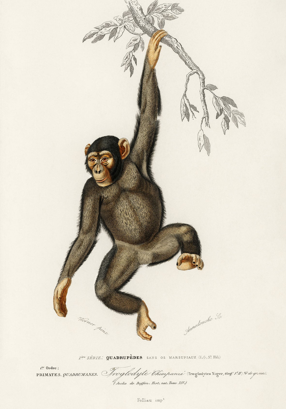 Chimpanse - 30 x 40 cm