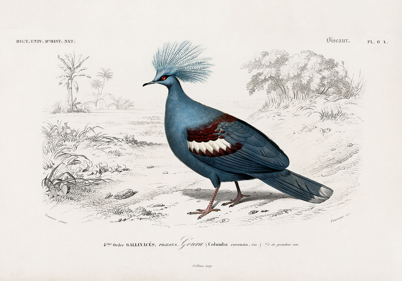 Columba Pigeon - 70 x 100 cm