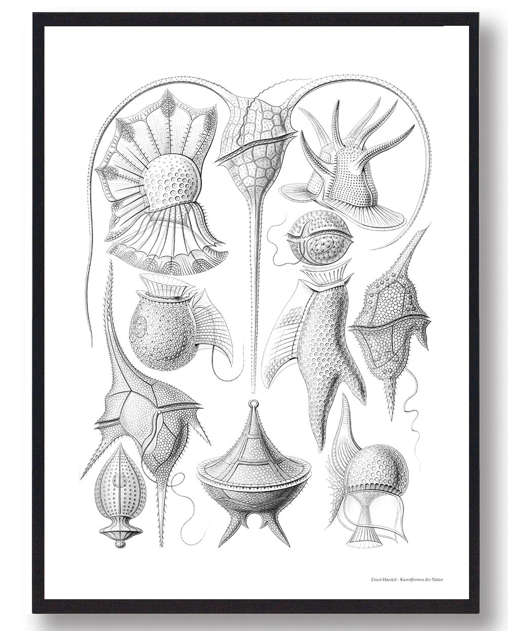 Dinoflagellater - plakat