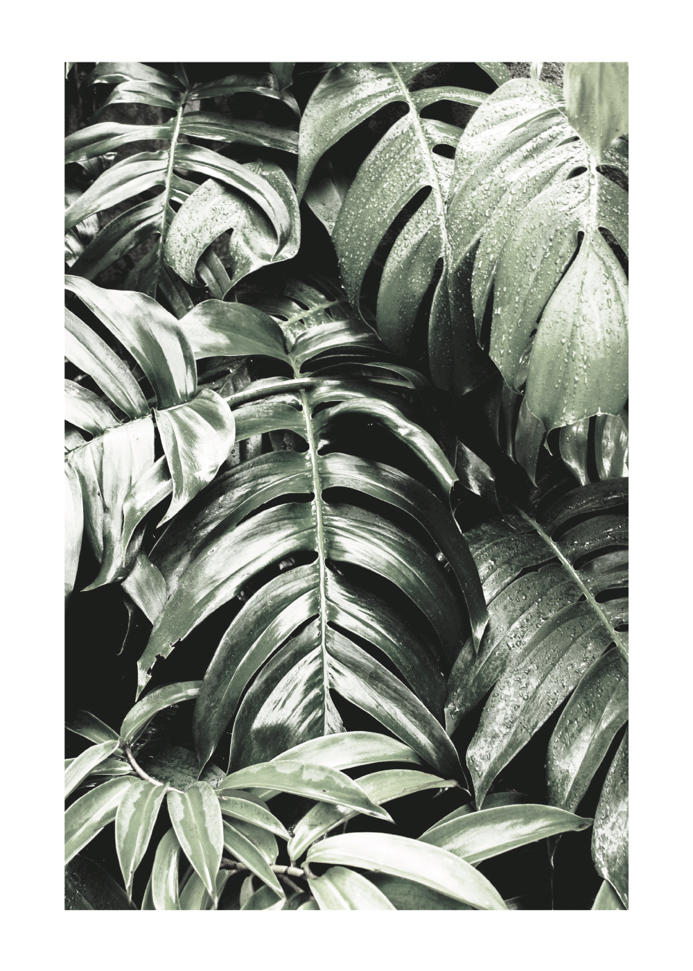 Wild Monstera plant - plakat