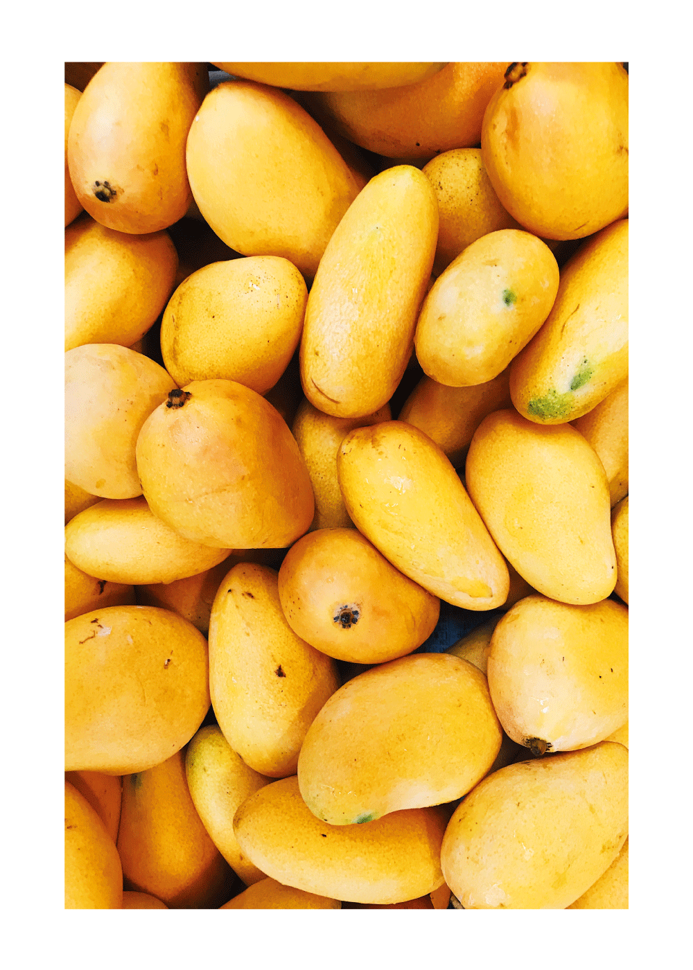 Yellow mangos  - plakat