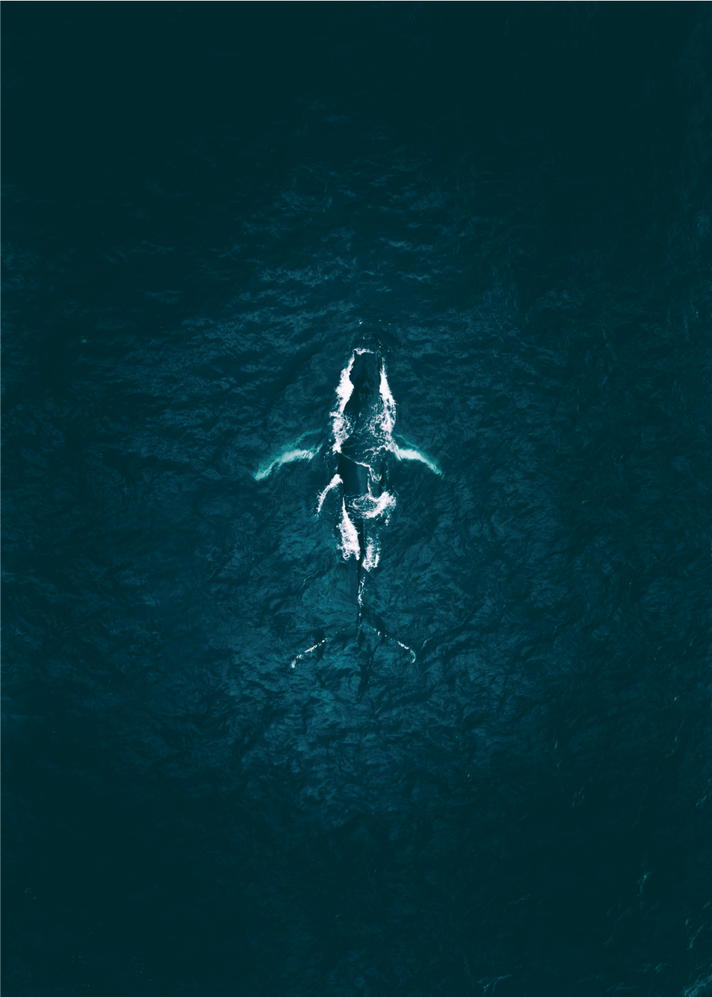 whale - Airpixels plakat