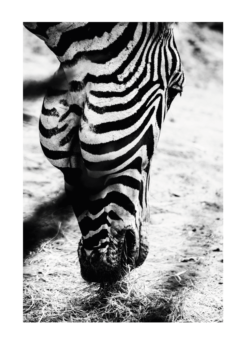 Zebra - plakat