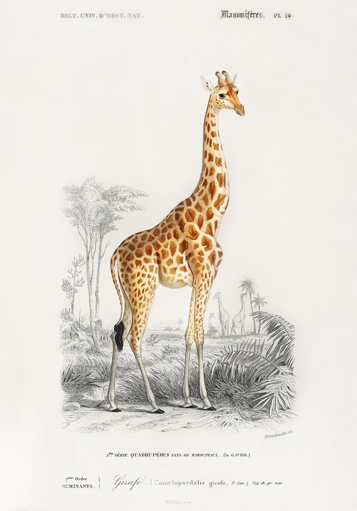 Giraf - 70 x 100 cm