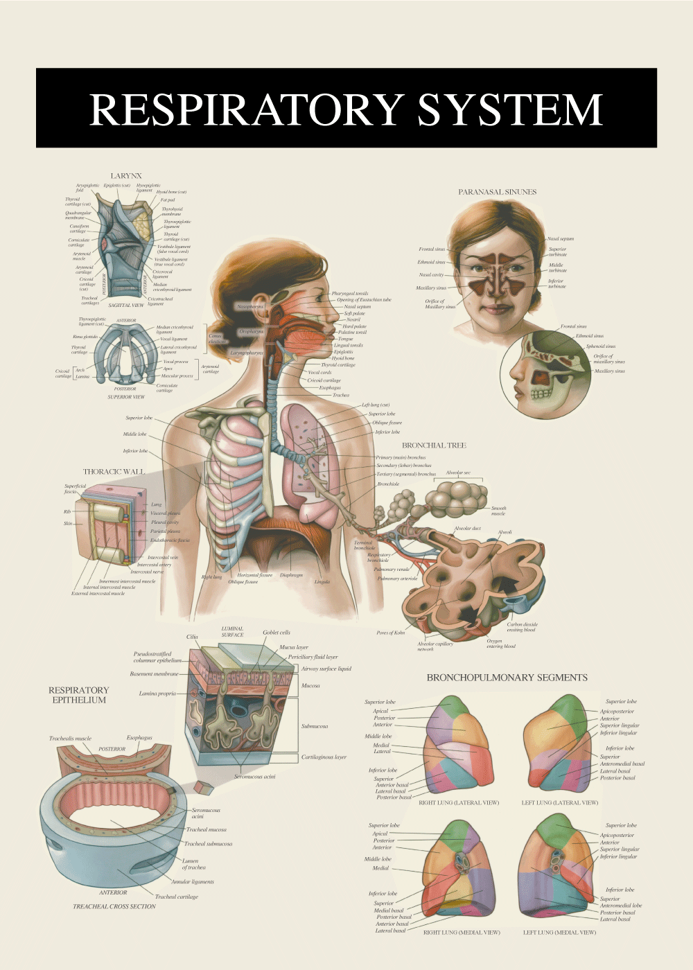 Det respiratoriske system - Anatomi plakat