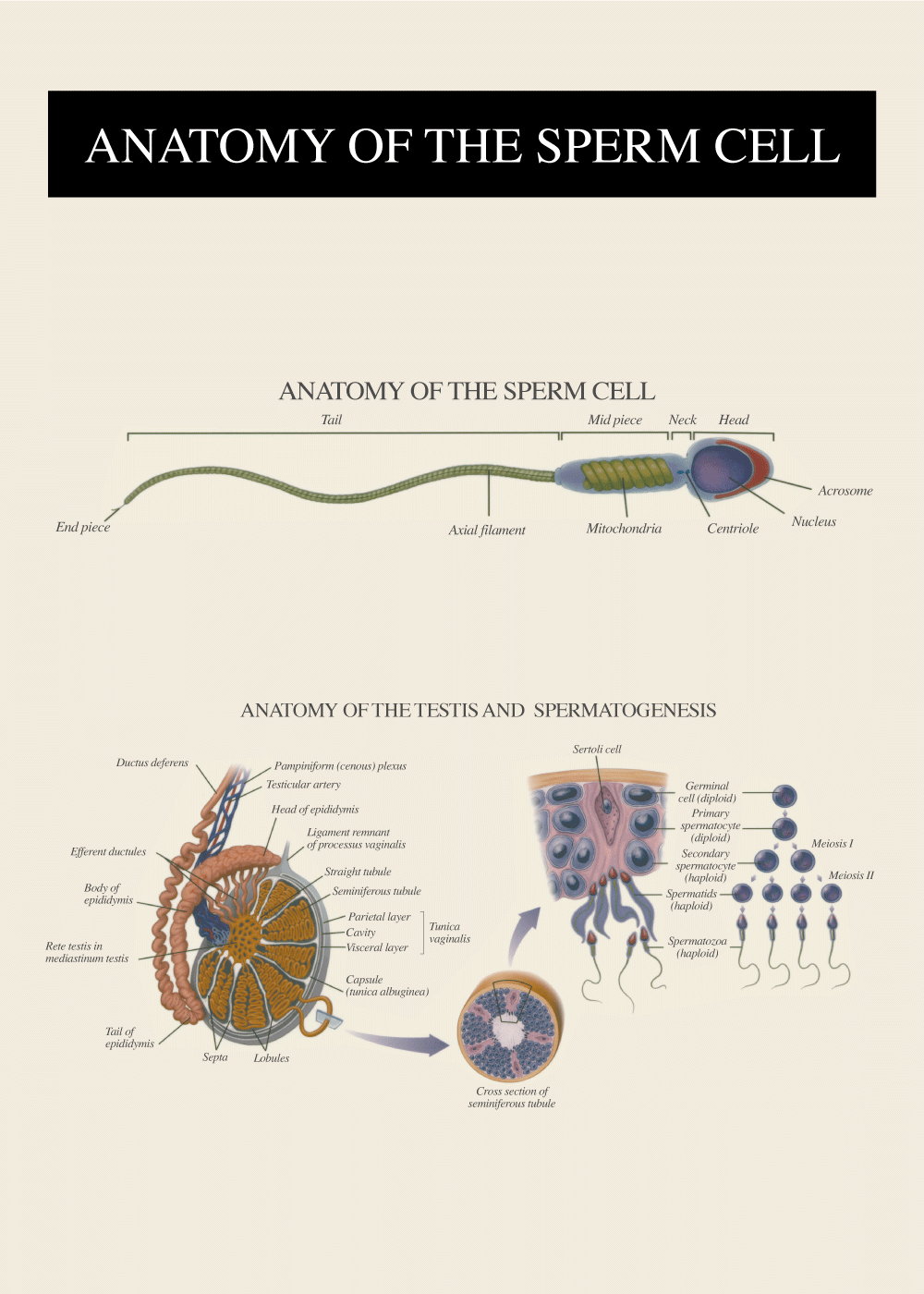 Sædcellens anatomi - Anatomi plakat